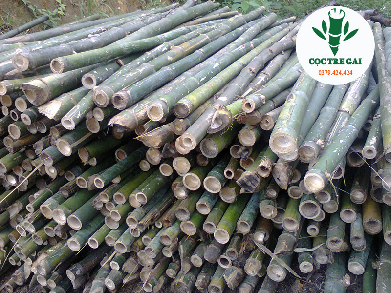 Cọc Tre Gai