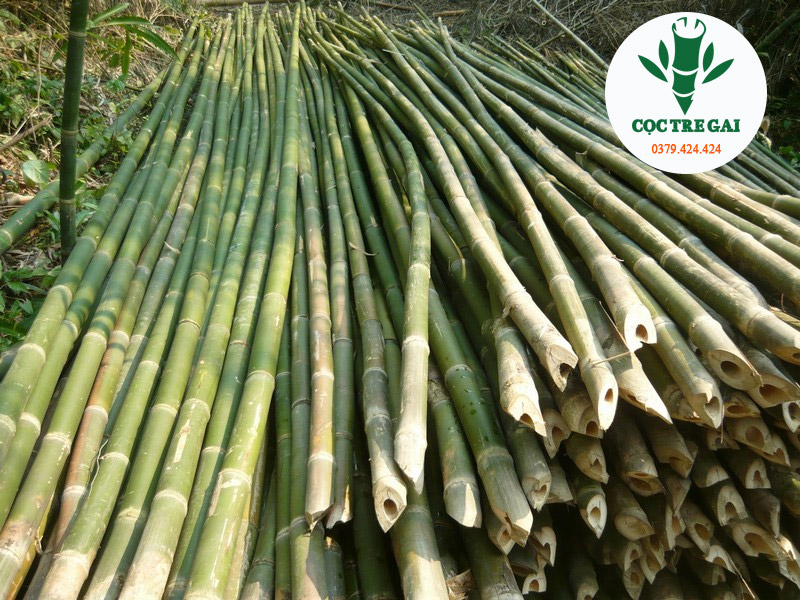 Cọc tre công trình Hội An Quảng Nam