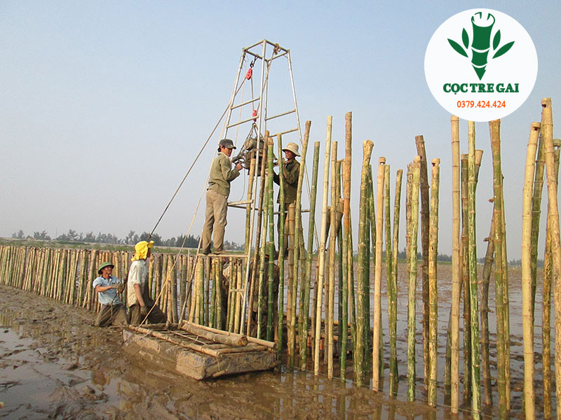 Cọc Tre Gai Công Trình