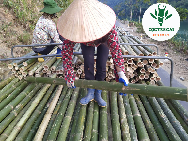 Cọc Tre Gai Công Trình