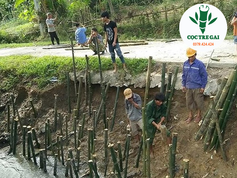 Cọc Tre Gai Công Trình