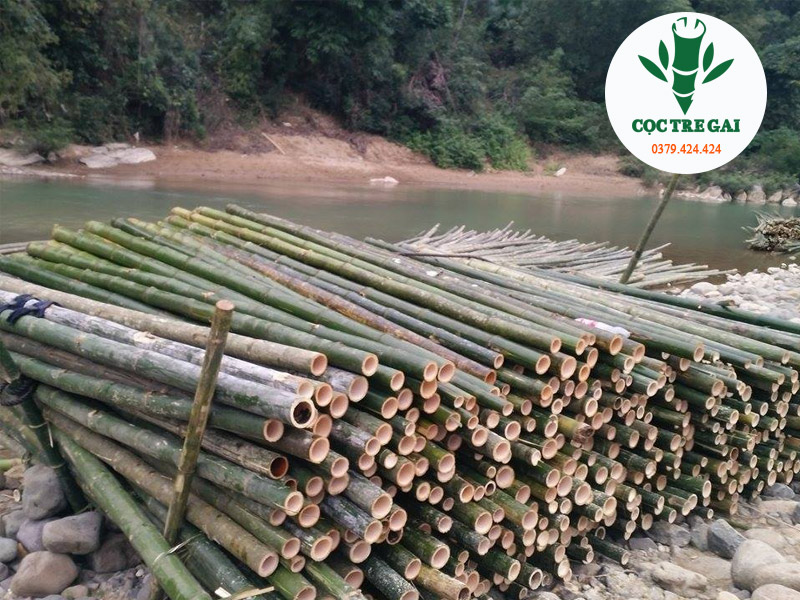 Phương pháp thi công cọc tre gia cố tại Huế