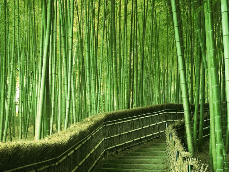 Hướng dẫn thi công cọc tre cho móng