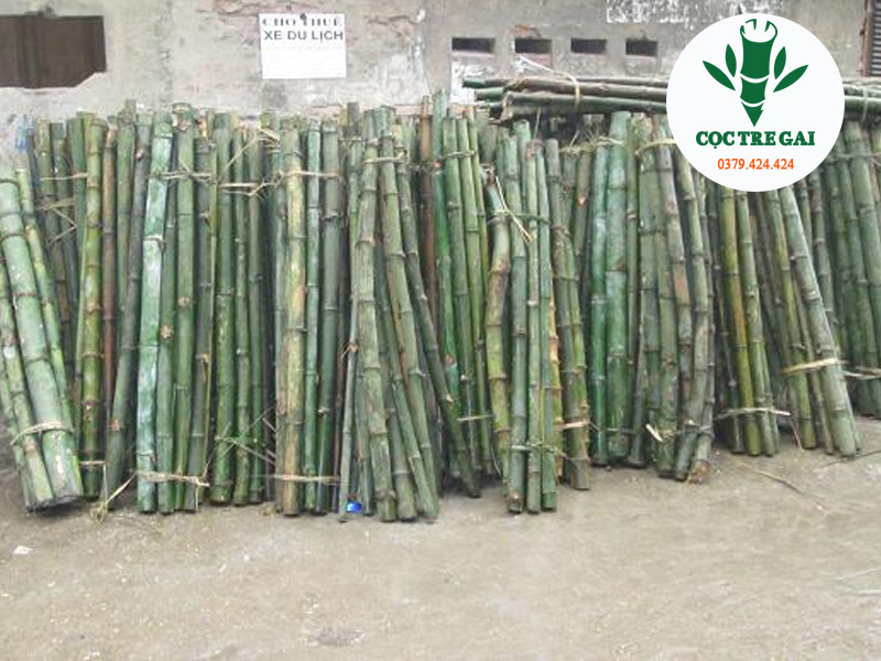 Cọc Tre Gai