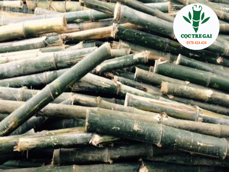 Cọc tre xây dựng Quảng Nam