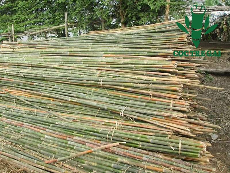 L&agrave;m m&oacute;ng bằng cọc tre tại Đ&agrave; Nẵng